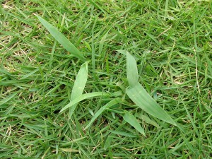 伐採後の草