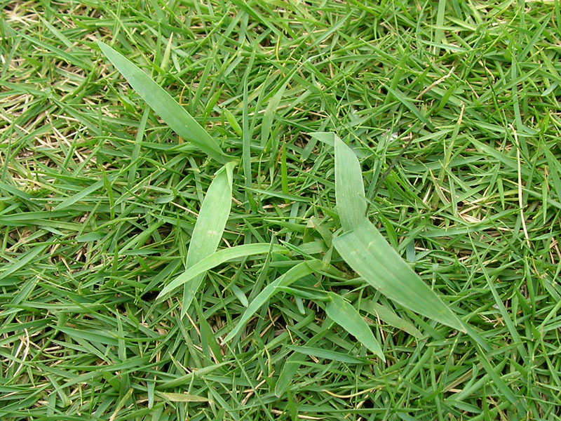 草